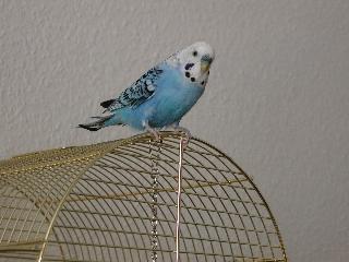 Wellensittich Tiko